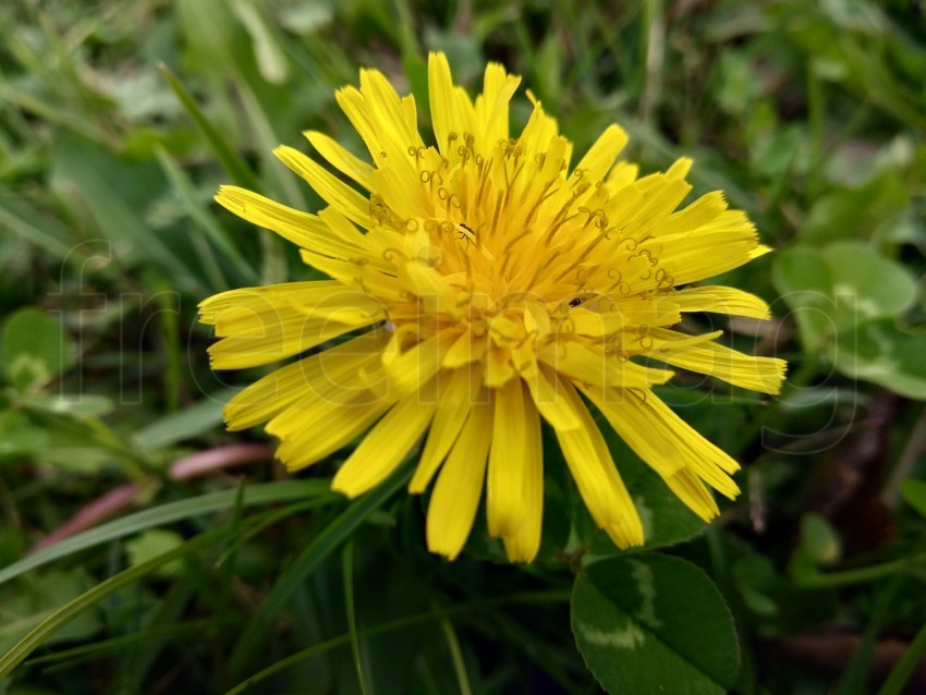 Flor de diente de león amarillo sobre fondo de hierba verde