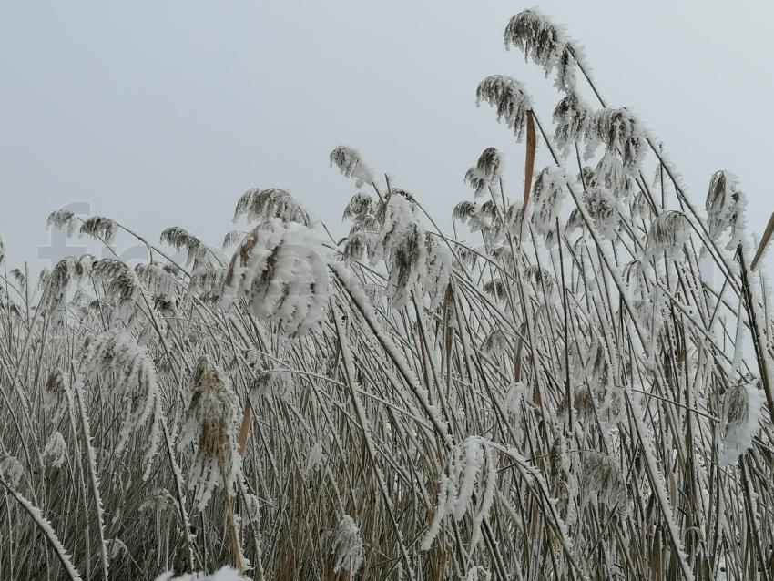Invierno Encantador: Capturando la Magia de las Plantas Nevadas