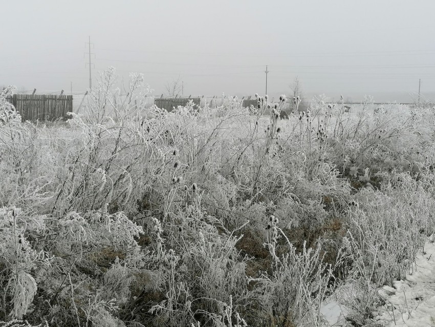 Invierno Encantador: Capturando la Magia de las Plantas Nevadas