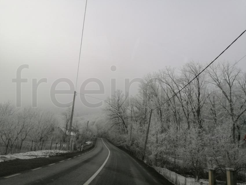 Invierno en el Bosque: La Gracia de Árboles Cubiertos de Nieve