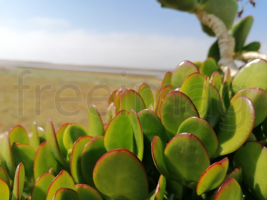 Foto de la suculenta planta. Cotyledon orbiculata, comúnmente conocida como oreja de cerdo