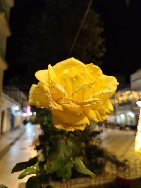 Rosa Amarilla Nocturna: Belleza Radiante en la Oscuridad