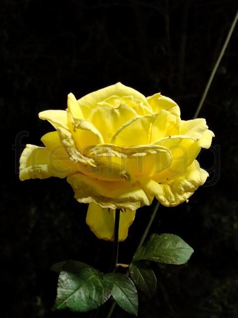 Rosa Amarilla Radiante en la Oscuridad de la Noche