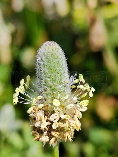 Fotografía de Alta Calidad: Espiguilla Lanuda de Llantén (Plantago) Mediterráneo