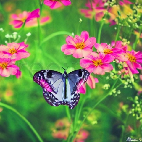 Dibujo flores y mariposa