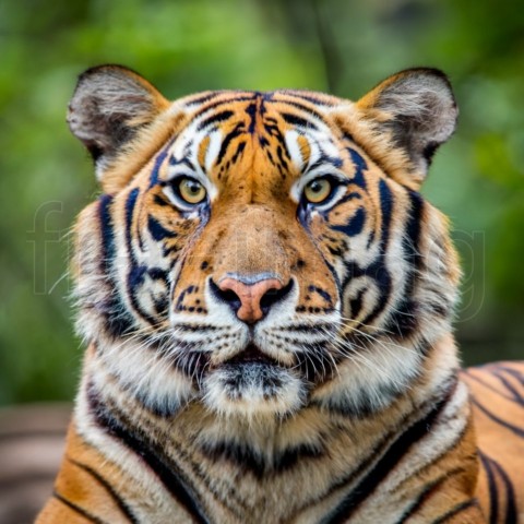 Foto primer rostro de tigre de bengala. Generado IA