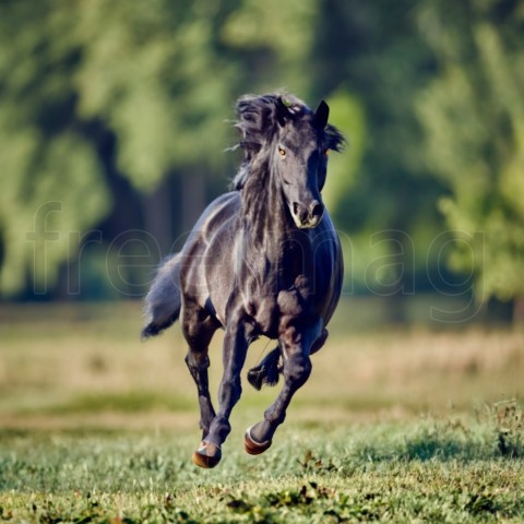 Caballo negro corriendo, fotografía de vida silvestre