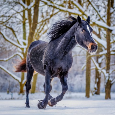 Caballo negro corriendo en la nieve en invierno