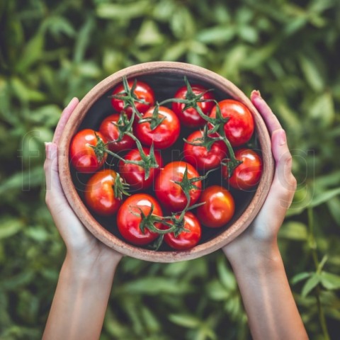 Vista superior de manos femeninas sosteniendo un plato de tomates rojos