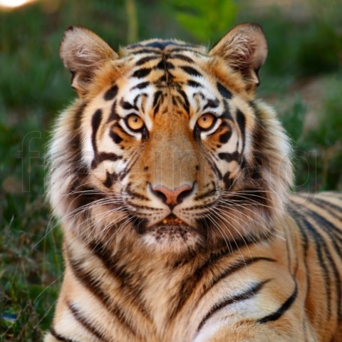 La Intensidad del Depredador: Primer Plano de un Tigre Observador