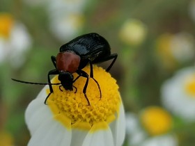 Escarabajo grande sobre flor amarilla