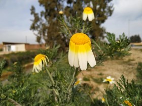 Flor blanca con interior amarillo en España