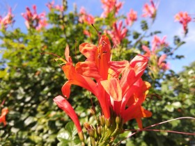 Hermoso fondo de flores. en el parque de la ciudad. flores naturales