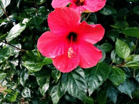 Hibisco flores rojas