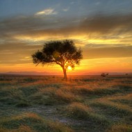 Imagen de Atardecer, Árbol y Amanecer.  IA Arte Impresión