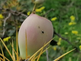 Imagen de cerca fruto de cactus color rosa
