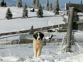 Imagen de perro paisaje de invierno