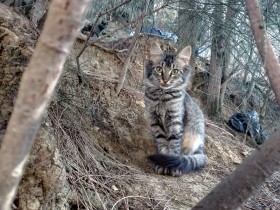 Un gato abandonado se esconde entre los arbustos. Fondo de otoño