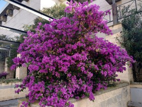 Hermosas buganvillas florecientes en un pueblo de España. Flora tropical