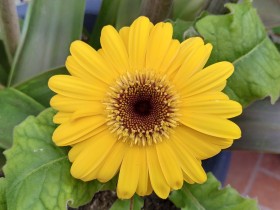 Gerberas Amarillas Simboliza energía positiva, calidez y amabilidad, sonrisas y alegría.