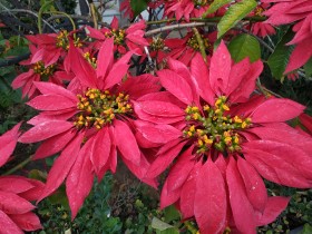 La estrella federal, flores rojas grandes en Huelva, España