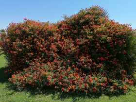 Bonitas flores aromática de Lantana rojas en Isla Canela provincia de Huelva España