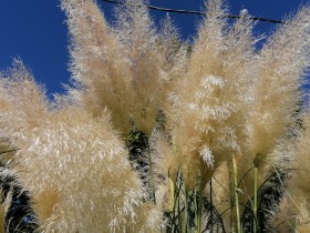 Hierba de pampa en el parque Isla Cristina Huelva, Andalucía, España.