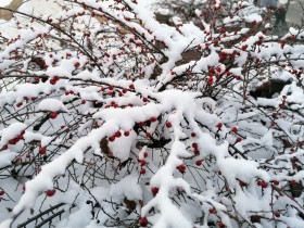 Bayas rojas cubierta de nieve