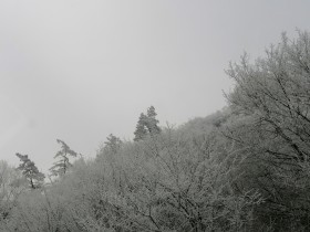 Árboles cubiertos de nieve en un invierno helado. Temporada de invierno