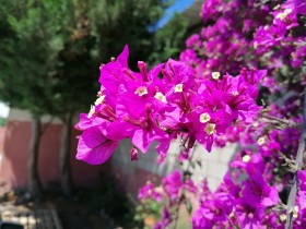 Primer plano de flores de buganvillas, Bougainvillea spectabilis