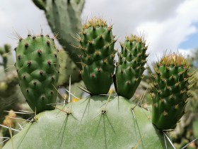 Cactus en Floración: Belleza de la Naturaleza