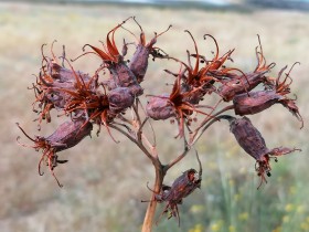 Semilla Cotyledon orbiculata, comúnmente conocida como oreja de cerdo