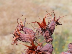 Semilla Cotyledon orbiculata, comúnmente conocida como oreja de cerdo