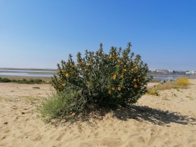 Flores amarillos frente al mar, fondo cielo azul