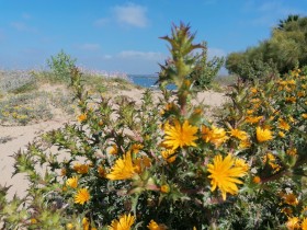 Flores amarillos frente al mar, cielo azul