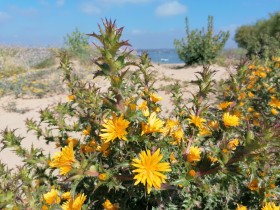 Flores amarillos frente al mar