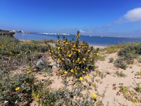 Flores amarillos frente al mar