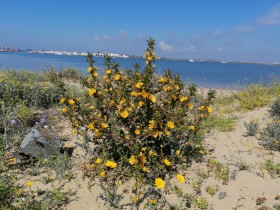 Flores amarillos frente al mar, cielo azul