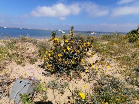 Flores amarillos frente al mar