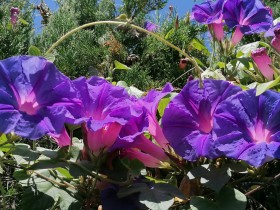 Descubre la magia de la naturaleza: Ipomoea azul flores en plena floración