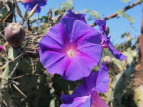 Fotografía de Flor Moradas en Forma de Campana