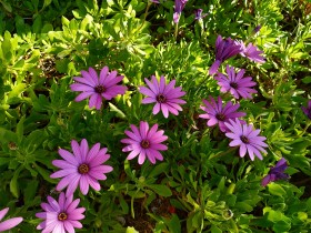 Primer plano de flores Dimorfotecas hermosas moradas en jardín en primavera