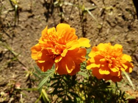 Primer plano hermoso Tagetes en el parque de Isla Cristina provincia de Huelva, España