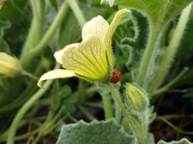 Una mariquita sobre una flor amarilla del pepinillo del diablo